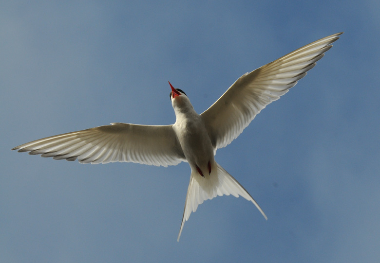 Arctic Tern - Noordse Stern - Sterna paradisaea