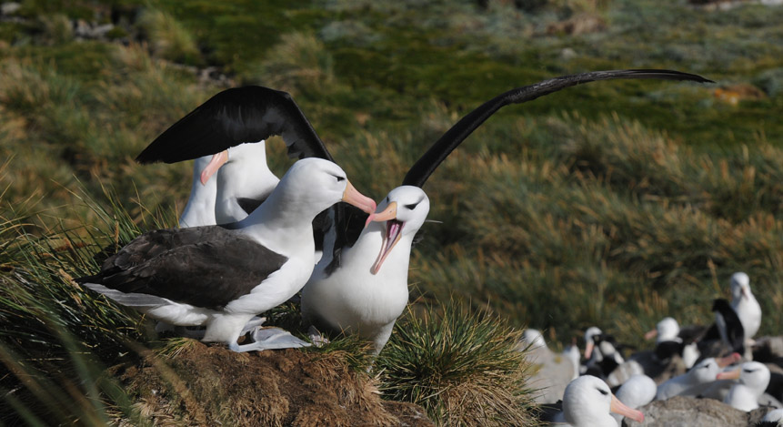 Black-browed Albatross-Thalassarche melanophris-Wenkbrauw Albatros