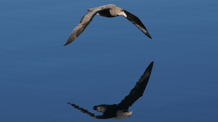 Giant Petrel - Macronectes giganteus - Reuzenstormvogel