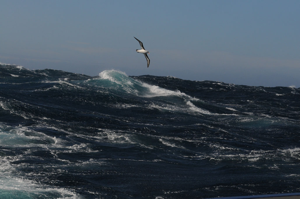 Black-browed Albatross