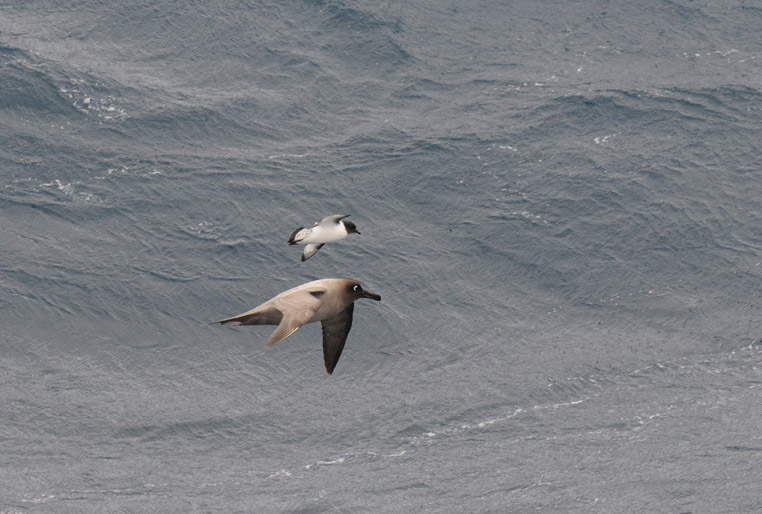 Light -mantled Sooty & Cape Petrel