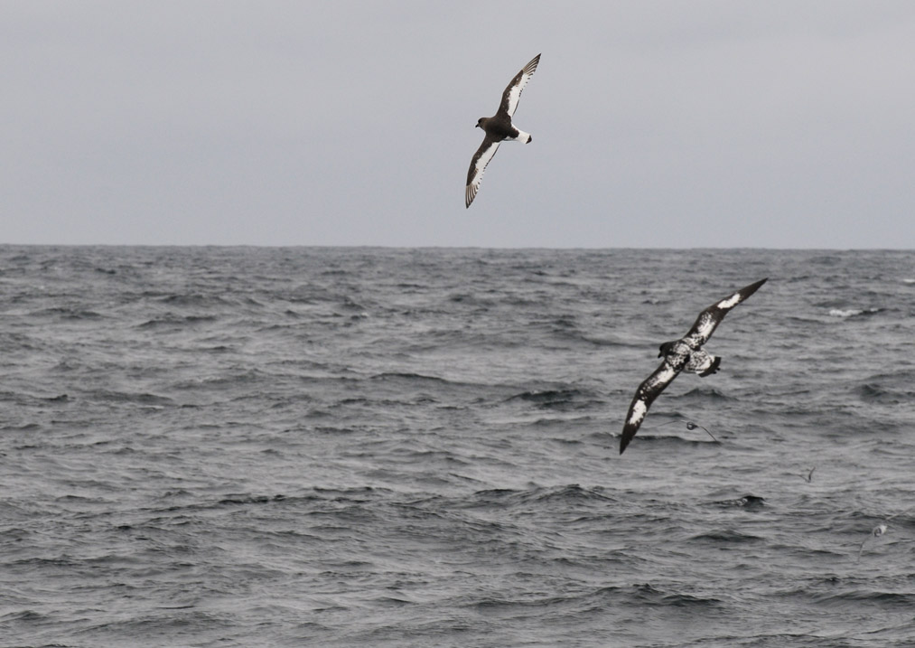 Antarctic Petrel & Cape Petrel