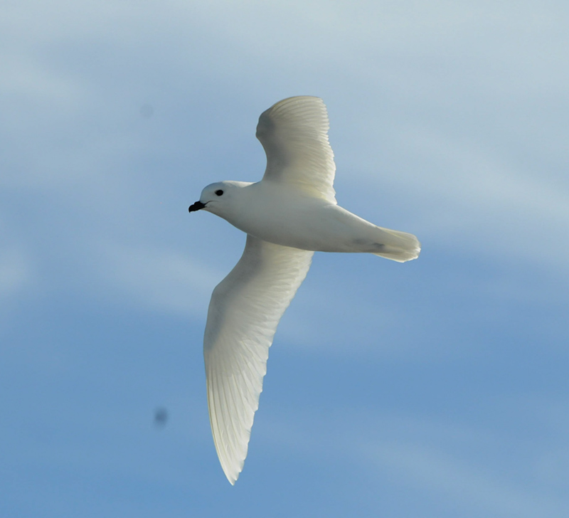 Snow Petrel  pbase.jpg