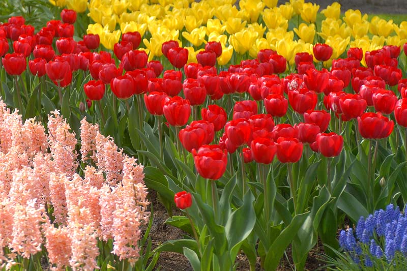 DSC_9547 Keukenhof Holland