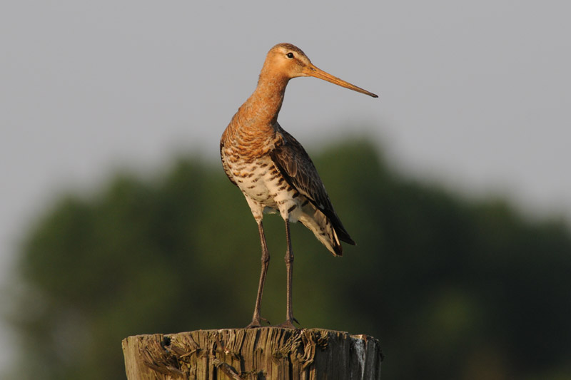  Black-Tailed Godwit - Grutto - Limosa limosa