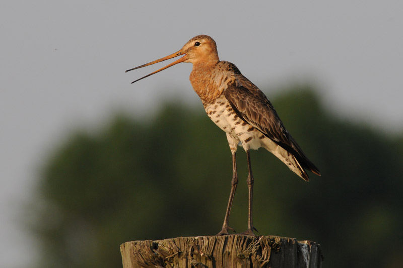  Black-Tailed Godwit - Grutto - Limosa limosa
