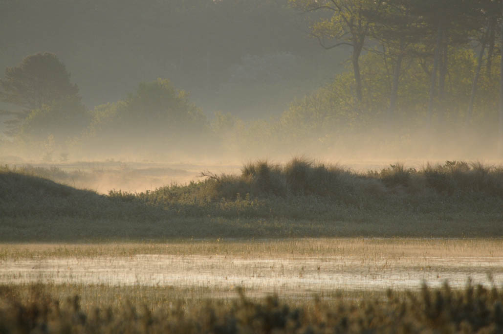  North-Holland Dune Reserve