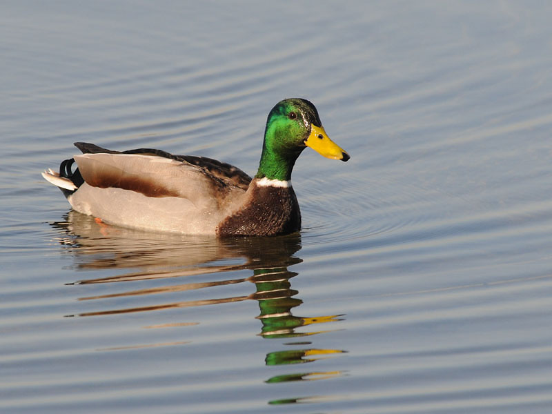  Wilde Eend- Mallard