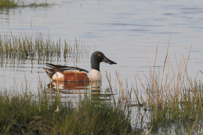  Shoveler  slobeend