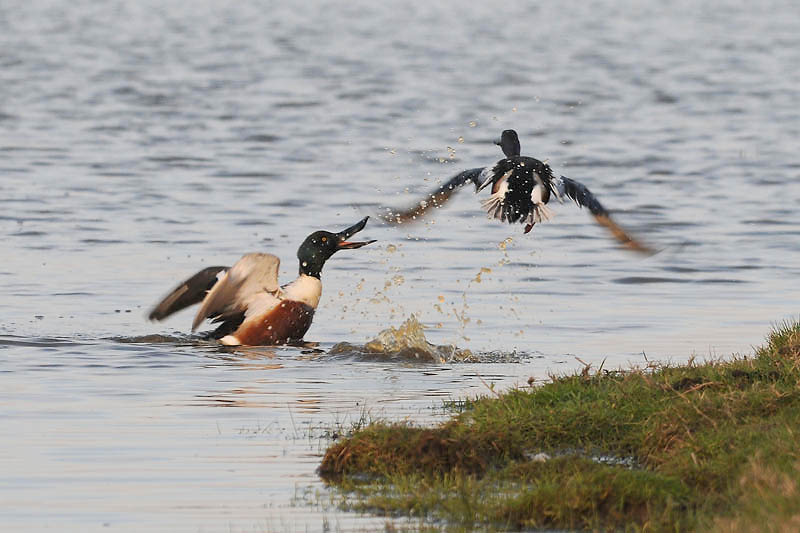  Shoveler  slobeend