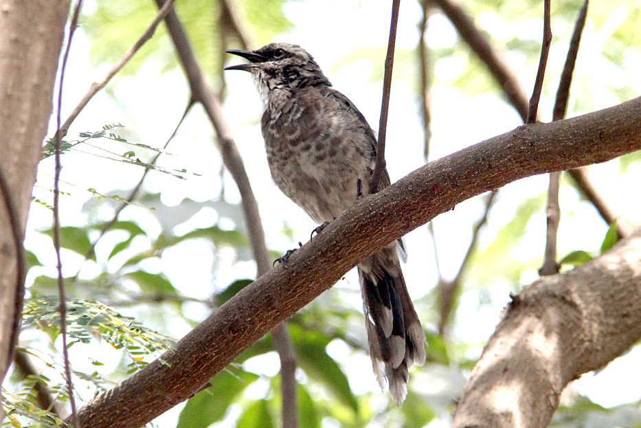 Long-tailed Mockingbird  -  Mimus longicaudatus