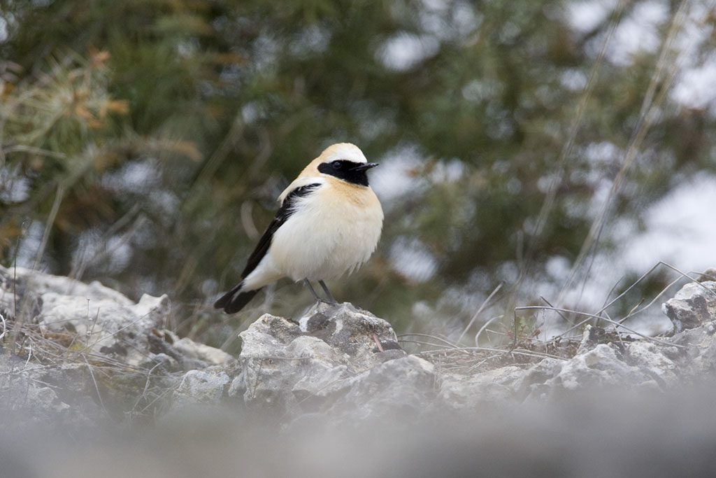 Black-eared Wheatear