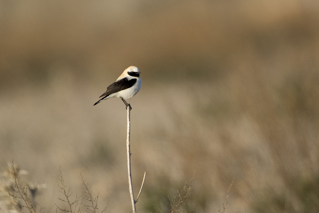 Black-eared Wheatear
