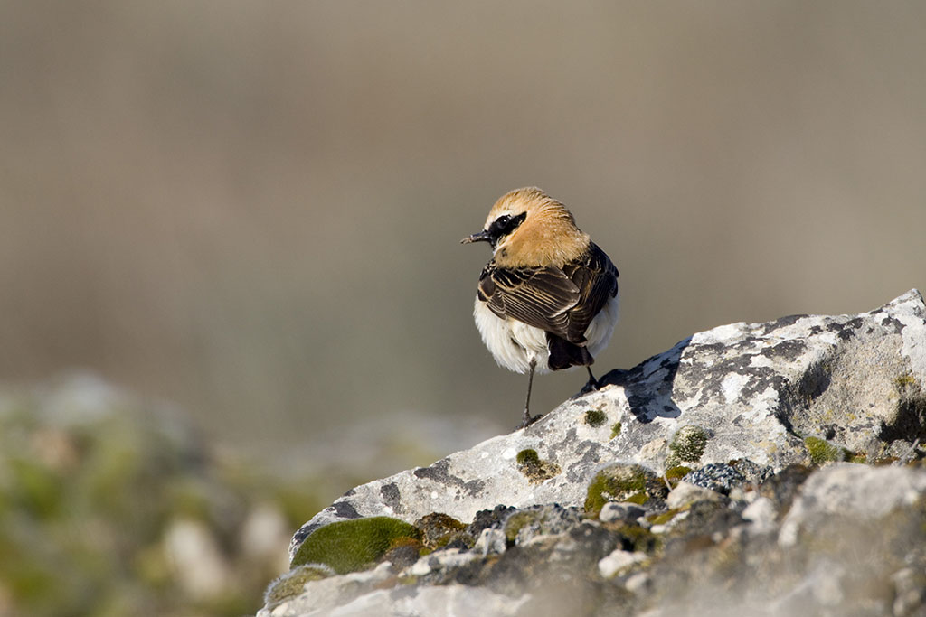 Black-eared Wheatear
