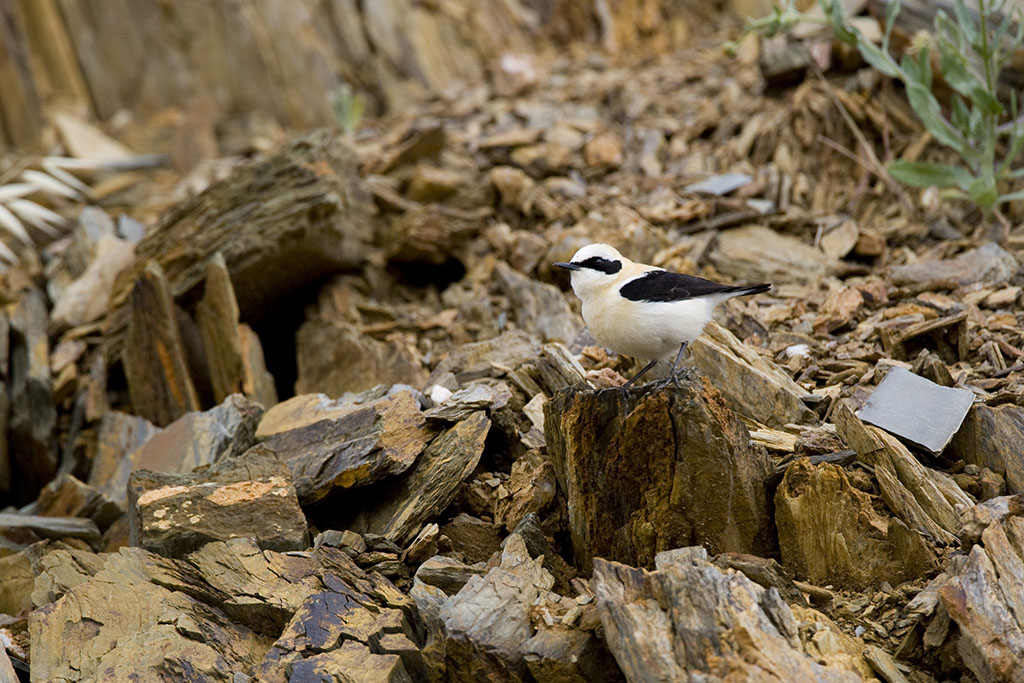 Black-eared Wheatear