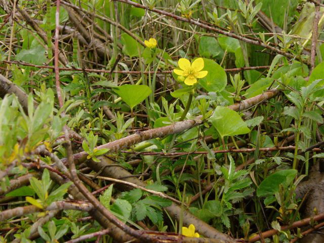 Swamp buttercup, bankside; courtesy Belinda.
