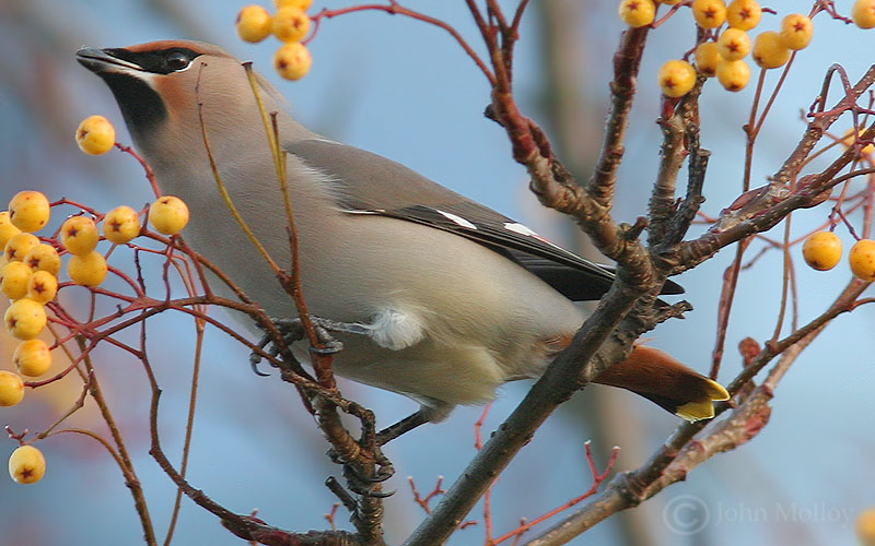Waxwing