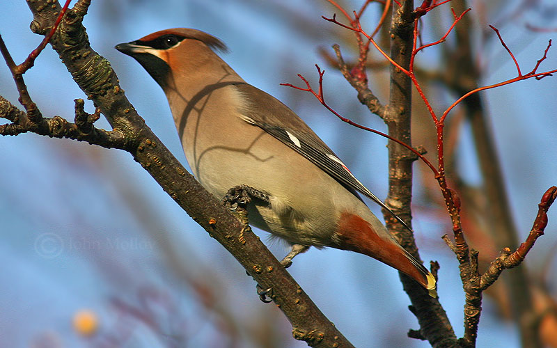 More Waxwings