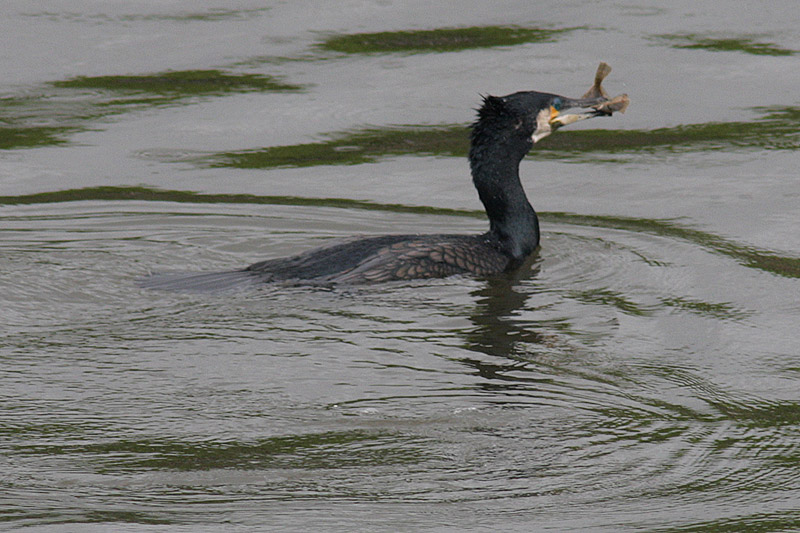 Cormorant on River Clyde