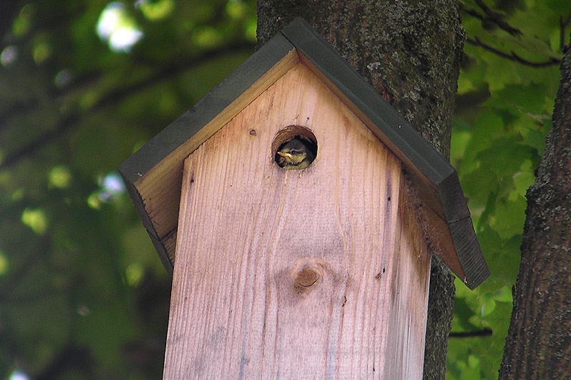 Blue Tit