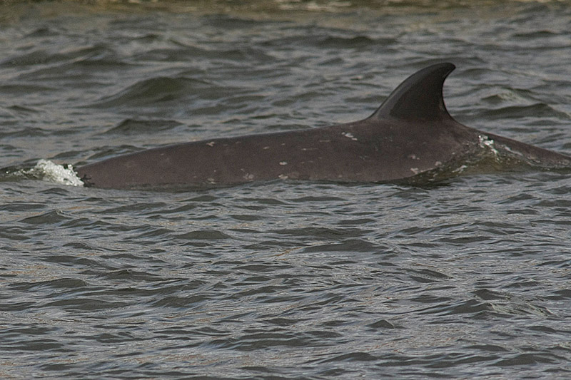 Northern Bottlenose Whale at SECC
