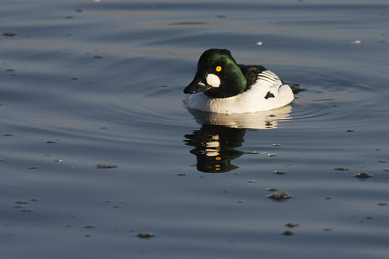 Recent bird movements