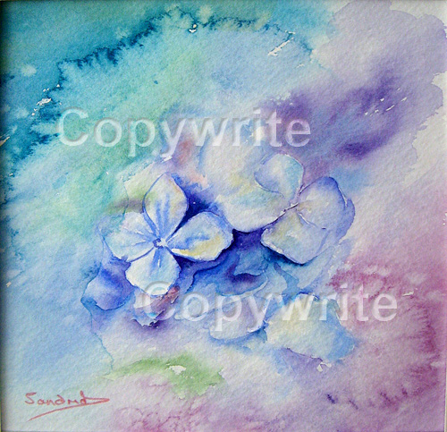 Hydrangea
