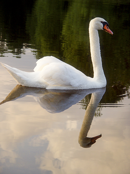 Reflection