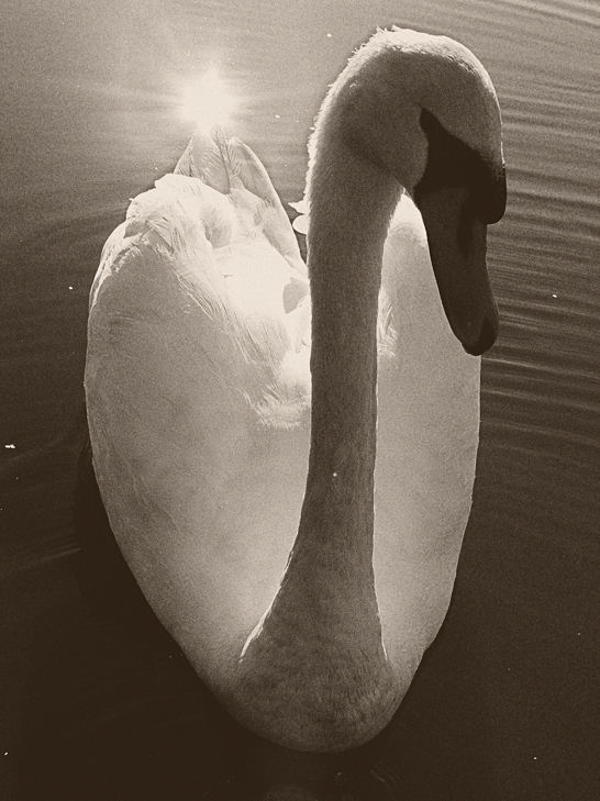 The Swan 