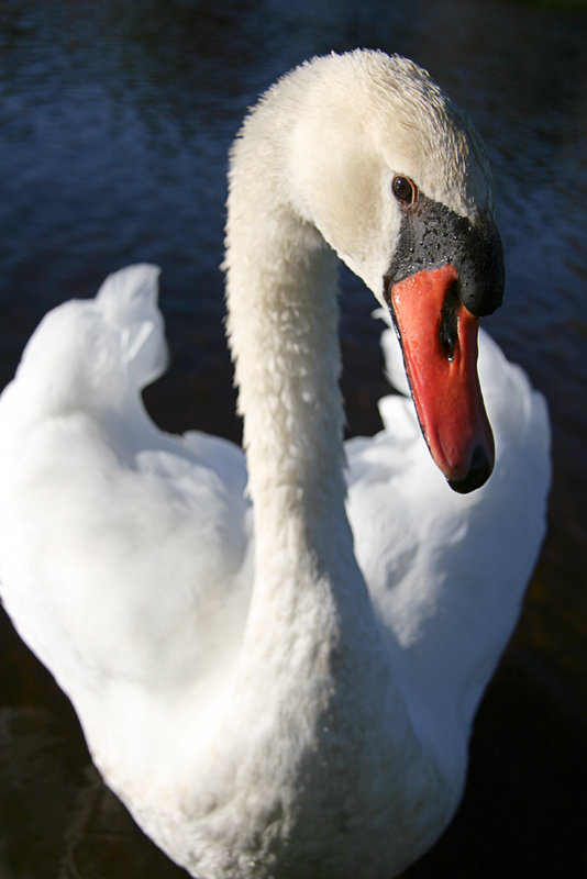 The Swan Close Up