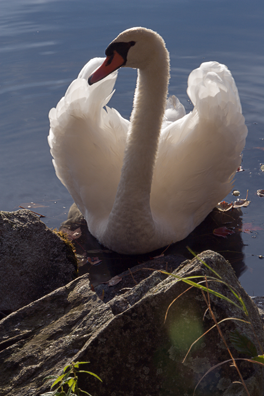 The Swan 