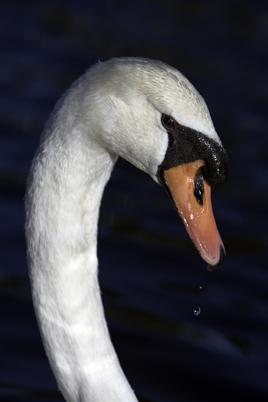 The Swan 