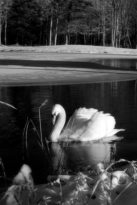 Go placidly amid the noise and haste...