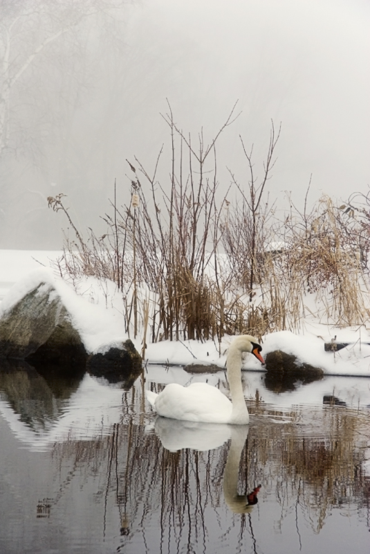 Winter Calm