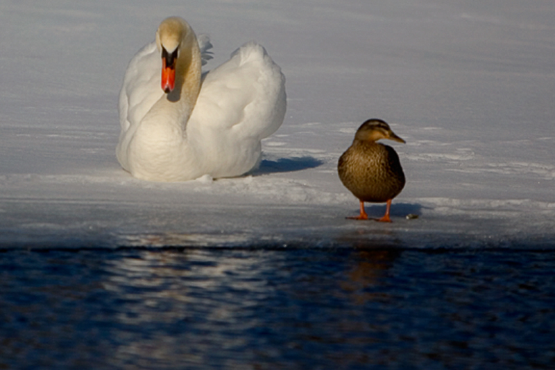 Pond Life