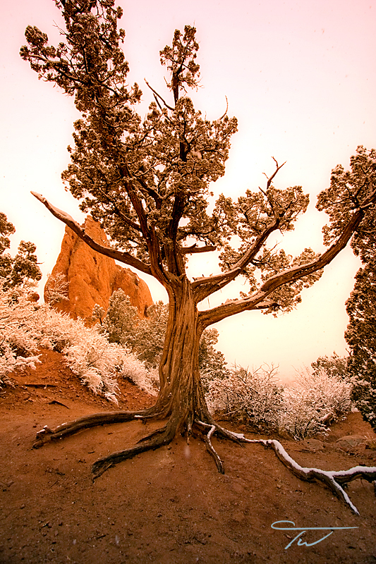 Wild Juniper