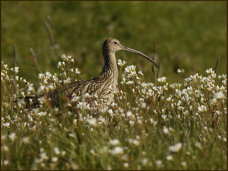 Curlew, Storspov (Numenius arquata).jpg