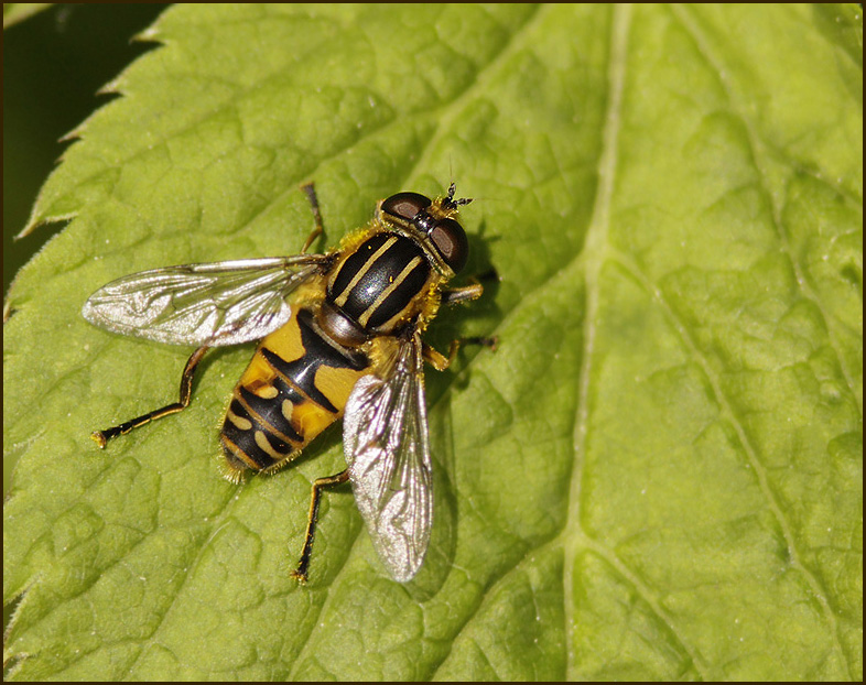 Krrblomflugor, Helophilus