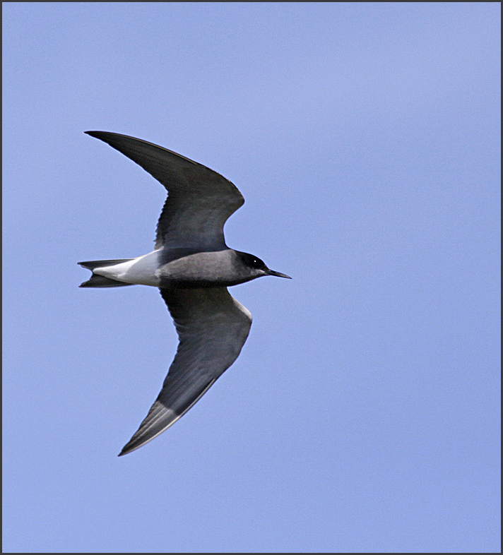 Black Tern, Svarttärna   (Chlidonias niger).jpg