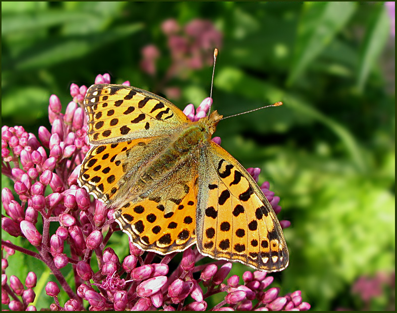 Queen of Spain Fritillary, Storflckig prlemorfjril   (Issoria lathonia).jpg