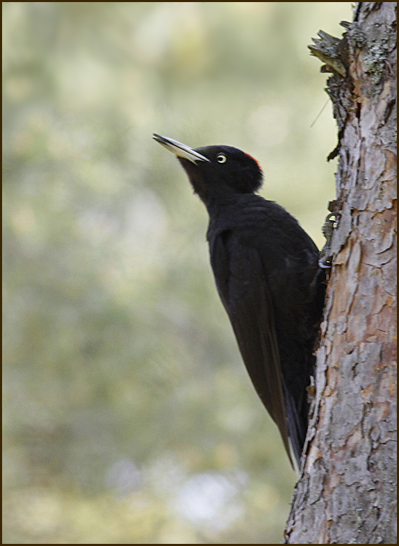 Woodpeckers Hackspettar