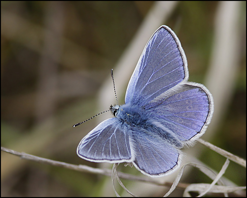 Common blue, Puktrneblvinge   (Polyommatus icarus).jpg