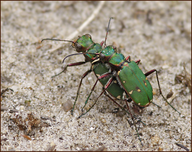Green Tiger Beetle, Grn sandjgare   (Cicindela campestris9.jpg