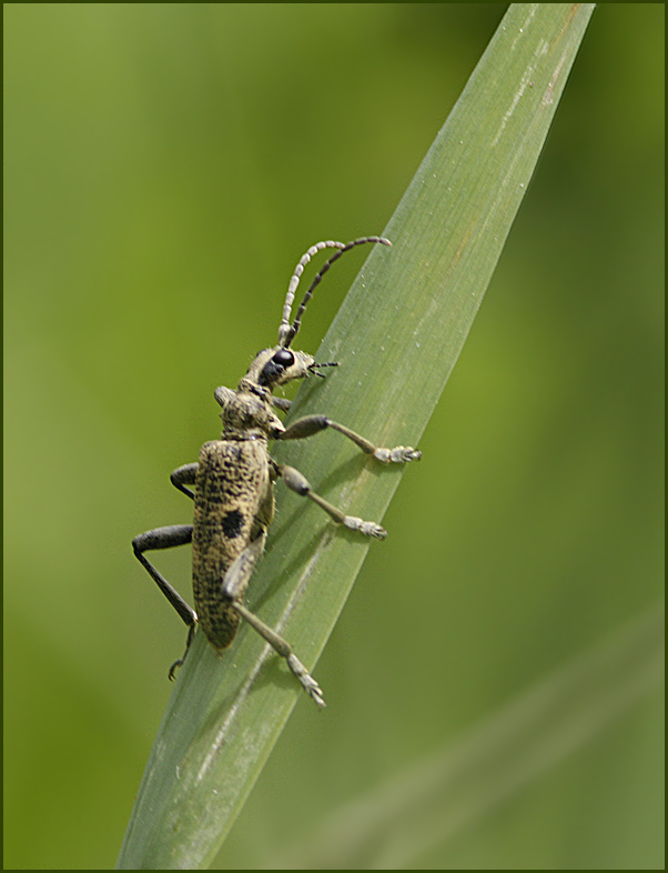  Black-spotted Pliers Support Beetle, Lvtrdlpare   (Rhagium mordax).jpg