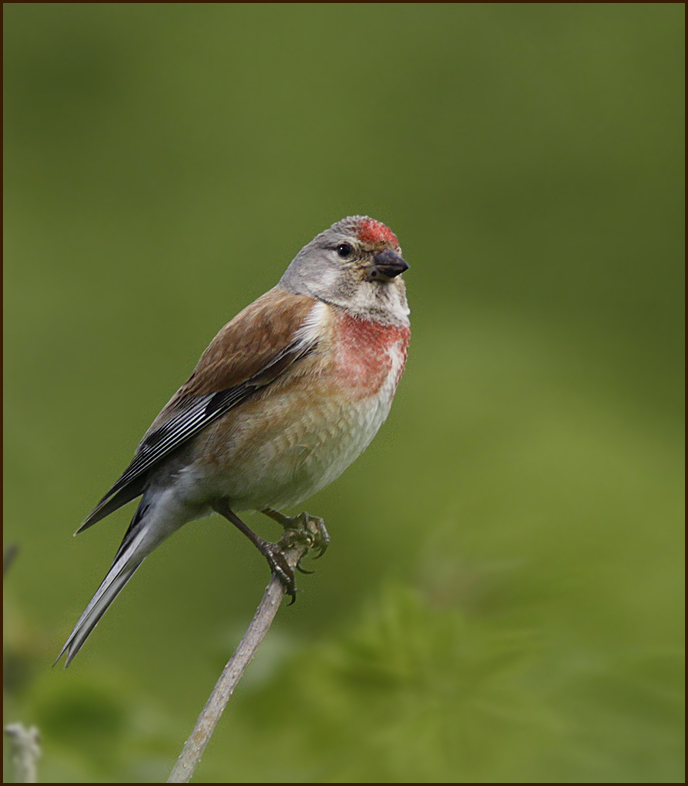 Linnet male, Hämpling hane (C. cannabis).jpg