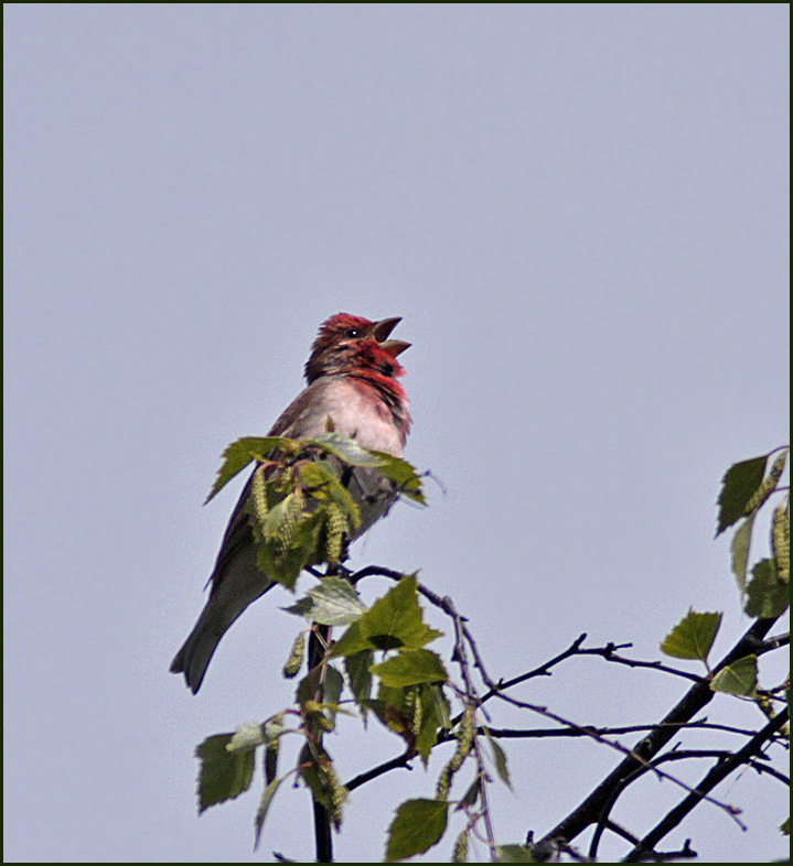 Scarlet Rosefinch, Rosenfink   (Carpodacus erythrinus).jpg