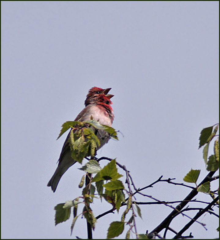 Scarlet Rosefinch, Rosenfink (Carpodacus erythrinus).jpg