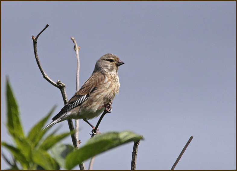 Carduelis cannabis fem.jpg