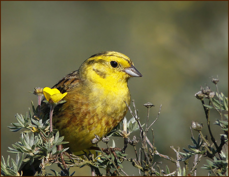 Yellowhammer, Gulsparv   (Emberiza citrinella).jpg