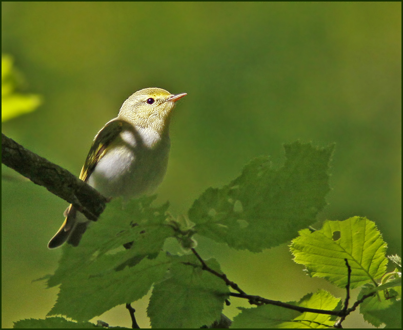 Wood Warbler, Grönsångare (Phylloscopus sibilatrix).jpg